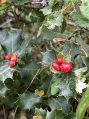 Plagiotrochus quercusilicis