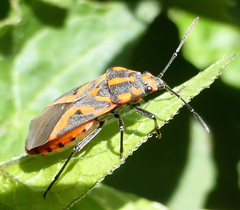 Spilostethus furcula