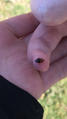Neocapsus