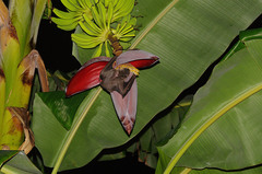 Rousettus aegyptiacus