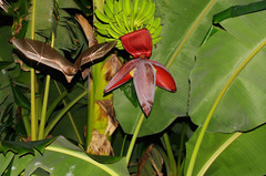 Rousettus aegyptiacus