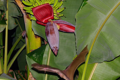 Rousettus aegyptiacus