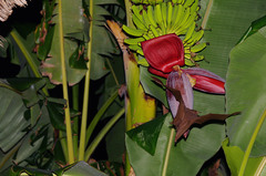 Rousettus aegyptiacus