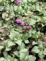 Lamium purpureum