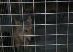 Canis lupus pallipes