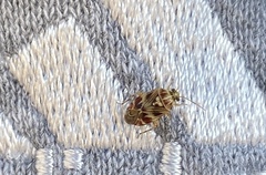 Tropidosteptes quercicola
