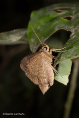 Hemeroblemma malitiosa