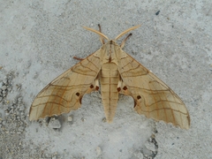 Marumba
