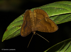 Hemeroblemma malitiosa