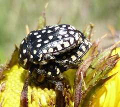 Oxythyrea testaceoguttata