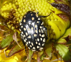 Oxythyrea testaceoguttata