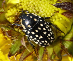 Oxythyrea testaceoguttata