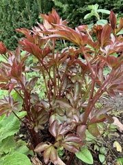 Paeonia