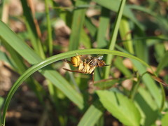 Vespa bicolor