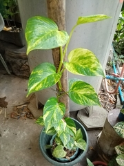 Epipremnum aureum