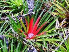 Bromelia humilis