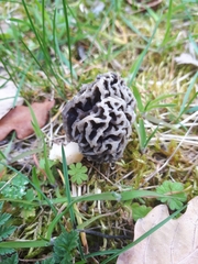 Morchella esculenta umbrina