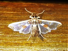 Neoleucinodes elegantalis