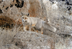Vulpes vulpes flavescens