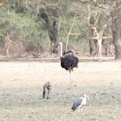 Struthio camelus camelus