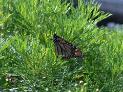 Danaus plexippus