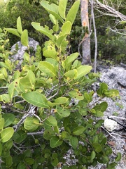 Coccoloba diversifolia