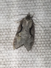 Semioscopis packardella