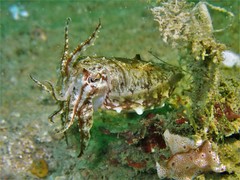 Papuan Cuttlefish