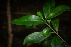 Planchonella australis