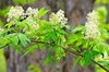 European Red Elder - Photo (c) Michael Nerrie, some rights reserved (CC BY)