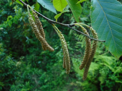 Image of Betula alnoides by (c) Eugene Popov, some rights reserved (CC BY)