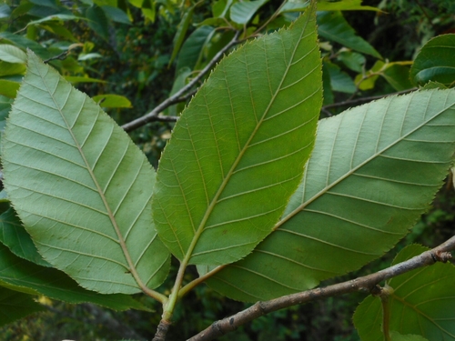 Image of Betula alnoides by (c) Eugene Popov, some rights reserved (CC BY)