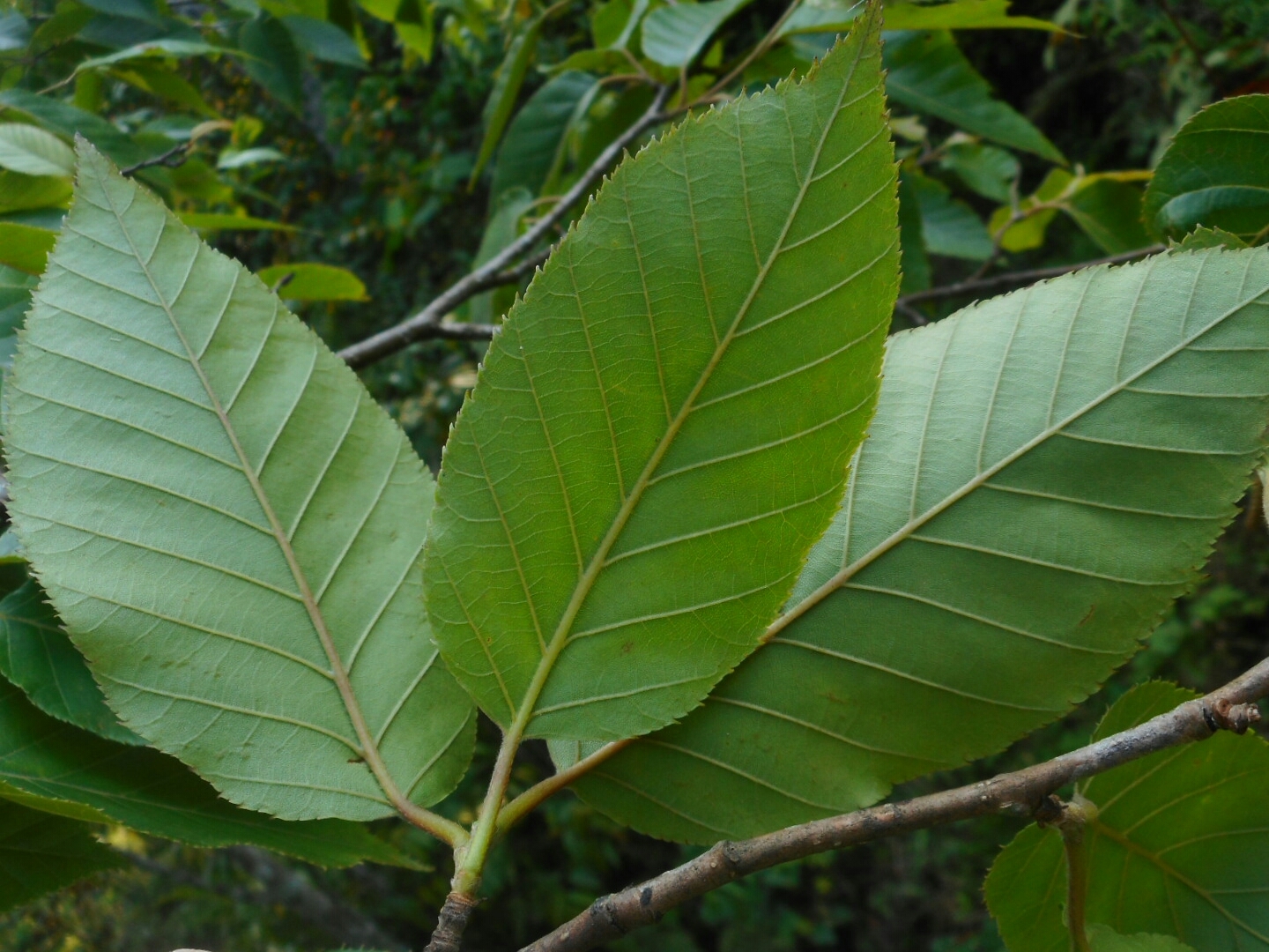 Betula alnoides — ảnh 2