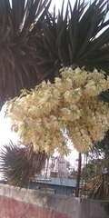 Yucca carnerosana