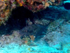 Epinephelus adscensionis