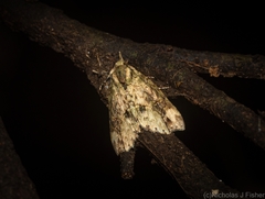 Tamba conscripta
