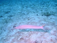 Malacanthus plumieri