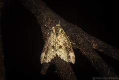 Tamba conscripta