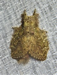 Euglyphis melancholica