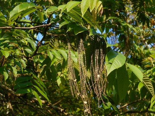 Rhoiptelea