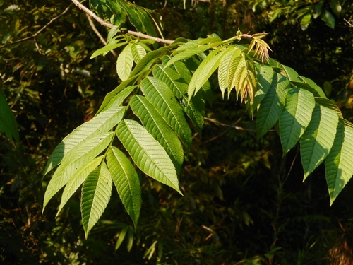 Image of Rhoiptelea chiliantha by (c) Eugene Popov, some rights reserved (CC BY)