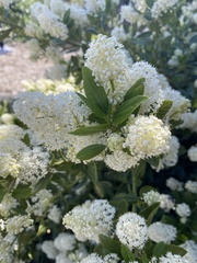 Ceanothus palmeri