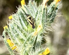 Plagiognathus moerens