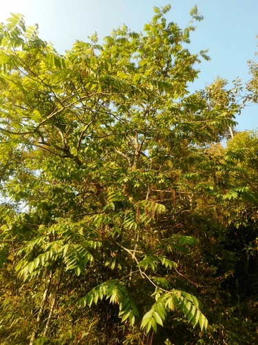 Image of Rhoiptelea chiliantha by (c) Eugene Popov, some rights reserved (CC BY)