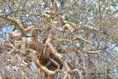 Bursera microphylla