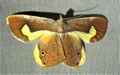 Opisthoxia