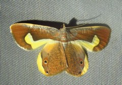 Opisthoxia