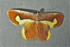 Opisthoxia