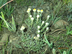 Helichrysum chionosphaerum