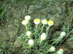Helichrysum chionosphaerum